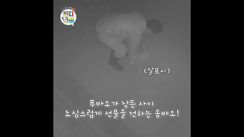 CCTV 단독입수 푸바오 잠든 사이 산타 할부지가