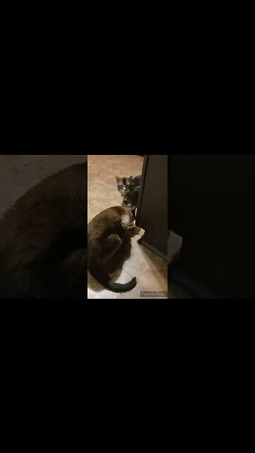 LUCKY IS STALKING ERNASTINES FOOD #CATSOFYOUTUBE