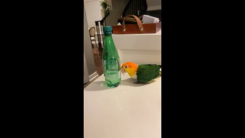 Funny parrot.I’m Hubert and I’m BAD