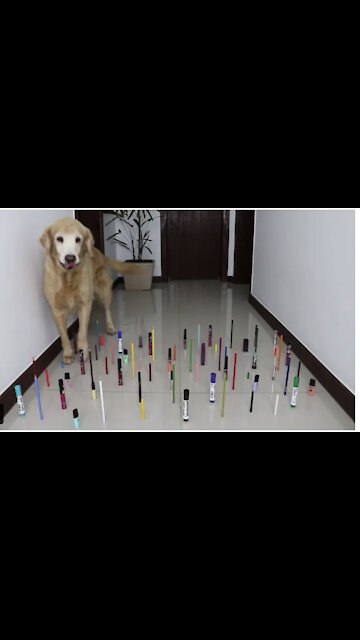 Cute Funny and Smart Dogs Compilation Comic video