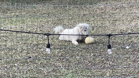 Maggie’s new favorite toy :)