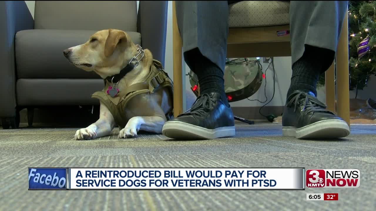 Reintroduced bill would pay for service dogs for vets with PTSD