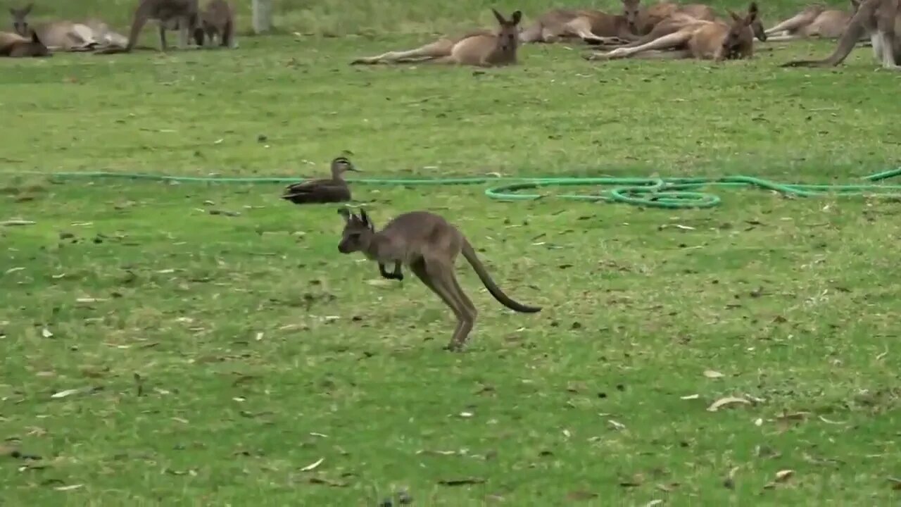 Clumsy Baby Kangaroo Learns To Hop 🦘 - The Lifestyle of a Cute Baby-4