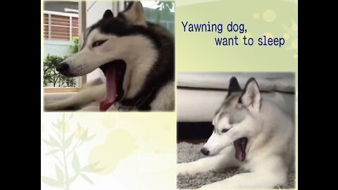 Huskies collectively yawn and feel so sleepy after watching_mp4