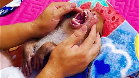 Baby monkey swims and demands massage