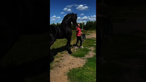 Cavalinho está animado ou com medo? 🤔🐴