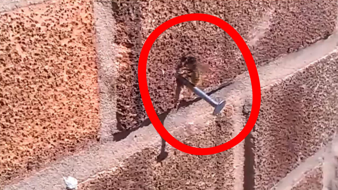 Bee pulling out a nail from a brick wall