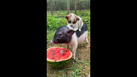 puppy riding piggy