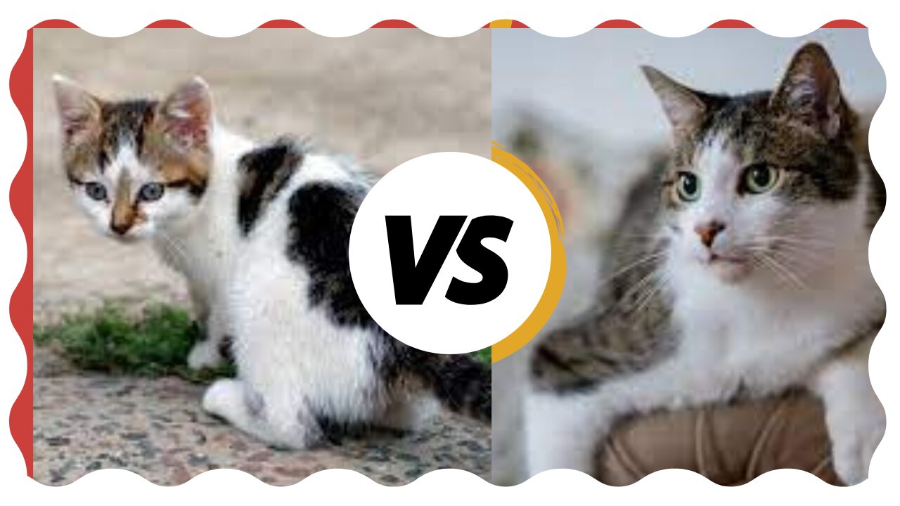 Cat funny animal 🤣 video cat funny video