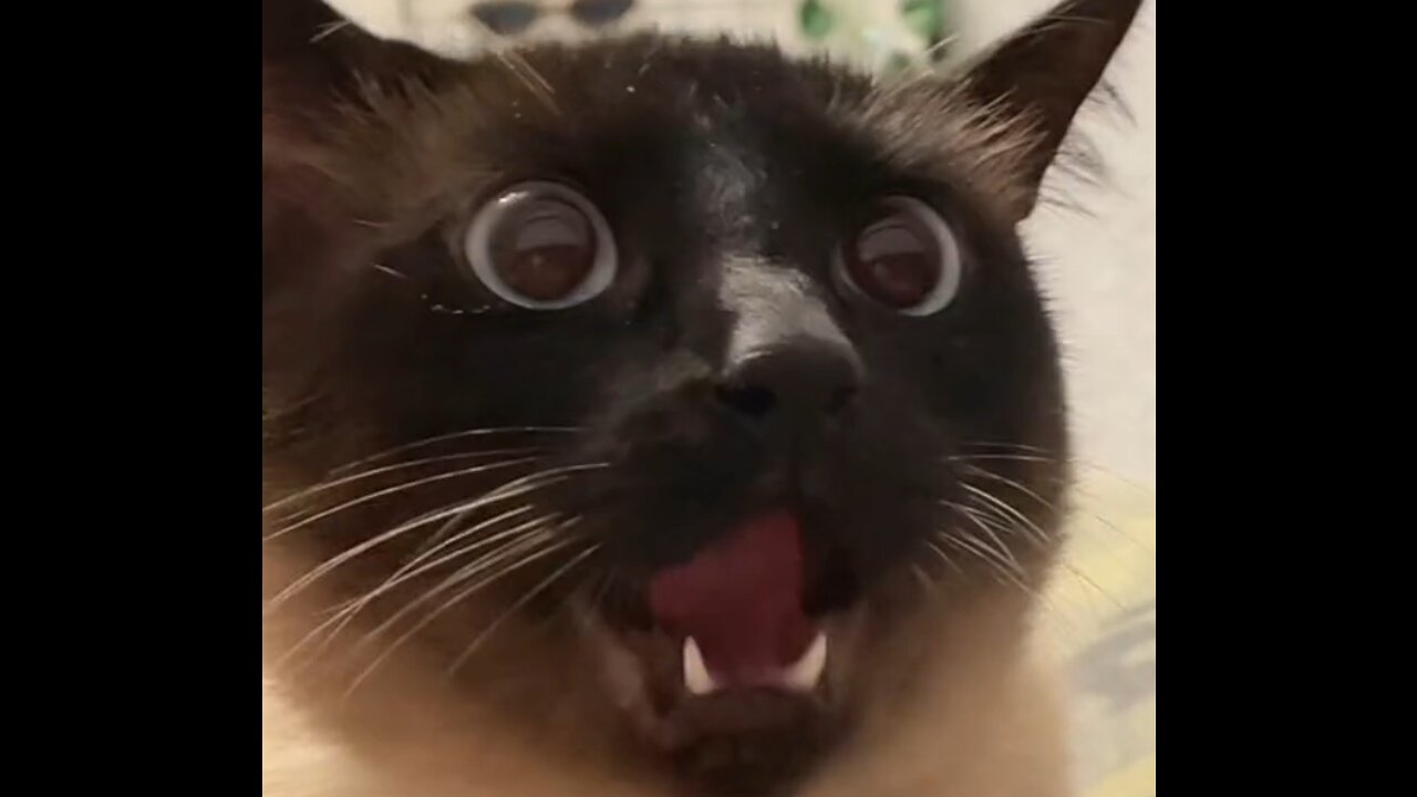 Funny cat _spooky cat