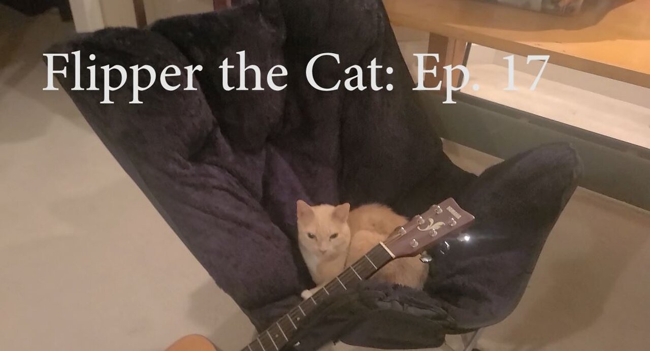 Flipper the Cat: Ep. 17, Finding New Nap Sites