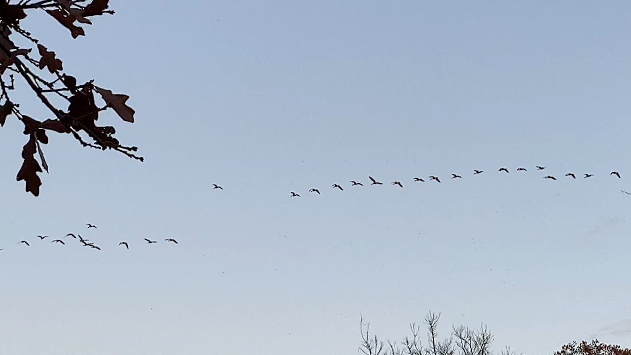 Flyover Country for the Birds