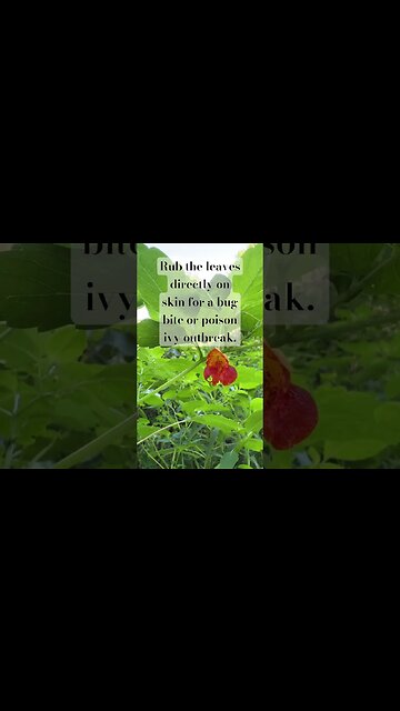 Jewelweed #wildflowers #farmlife