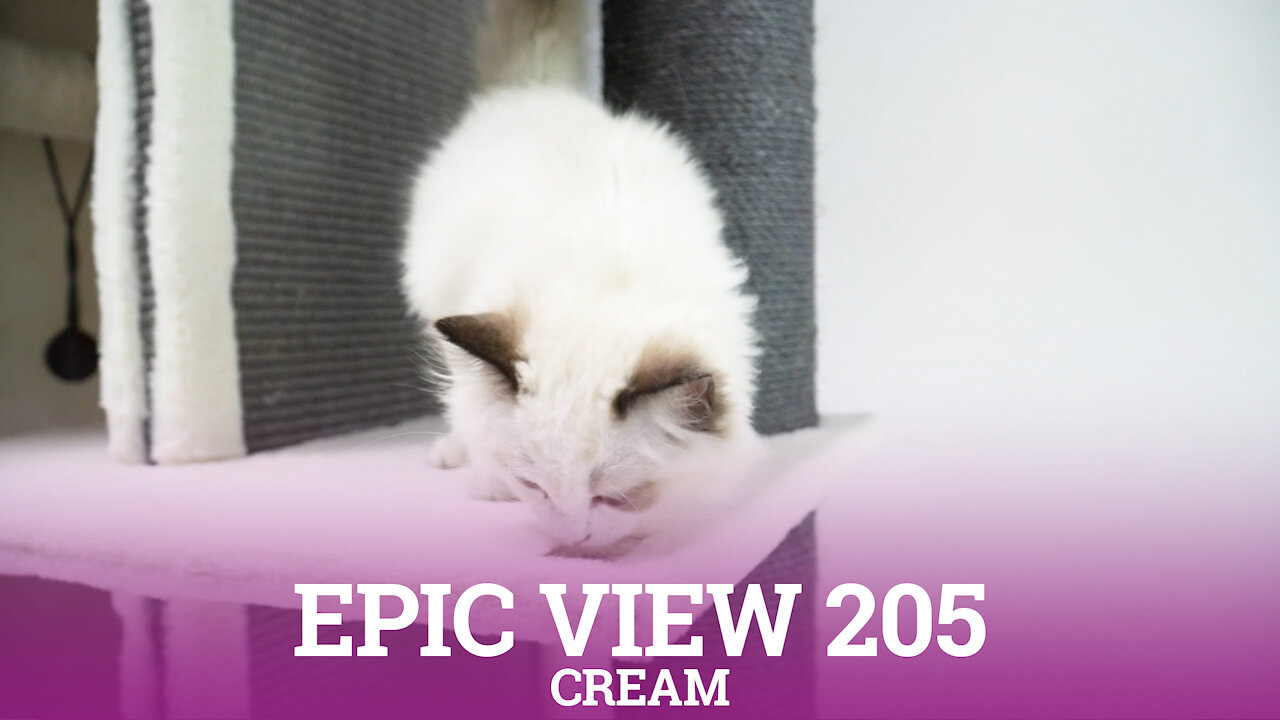 Petrebels cat trees - Epic View 205 - Cream