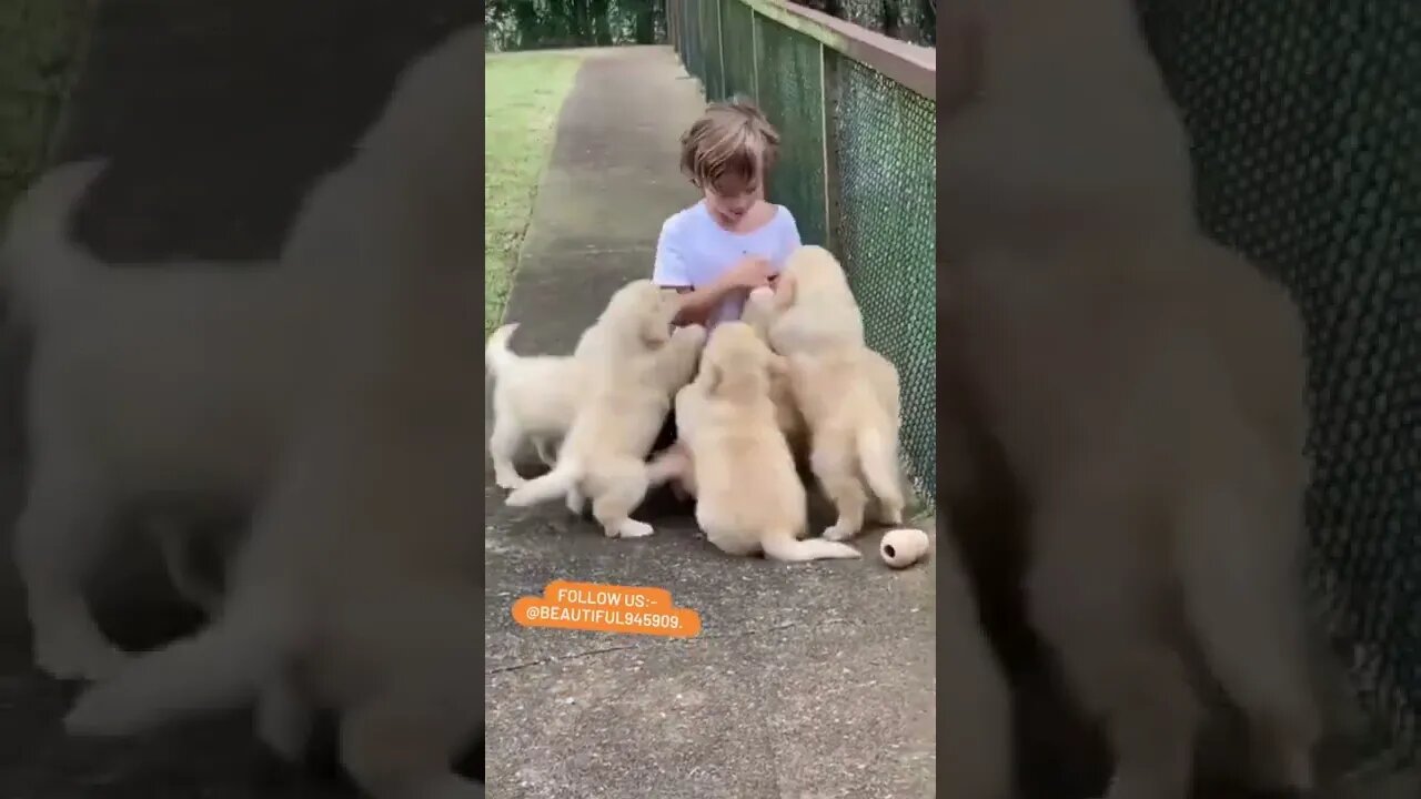 A bulk of dogs playing with kid🐶🥰 #shorts #puppy