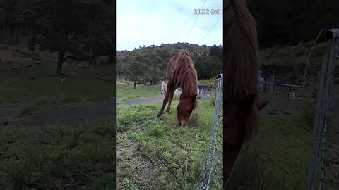 The secret lives of horses