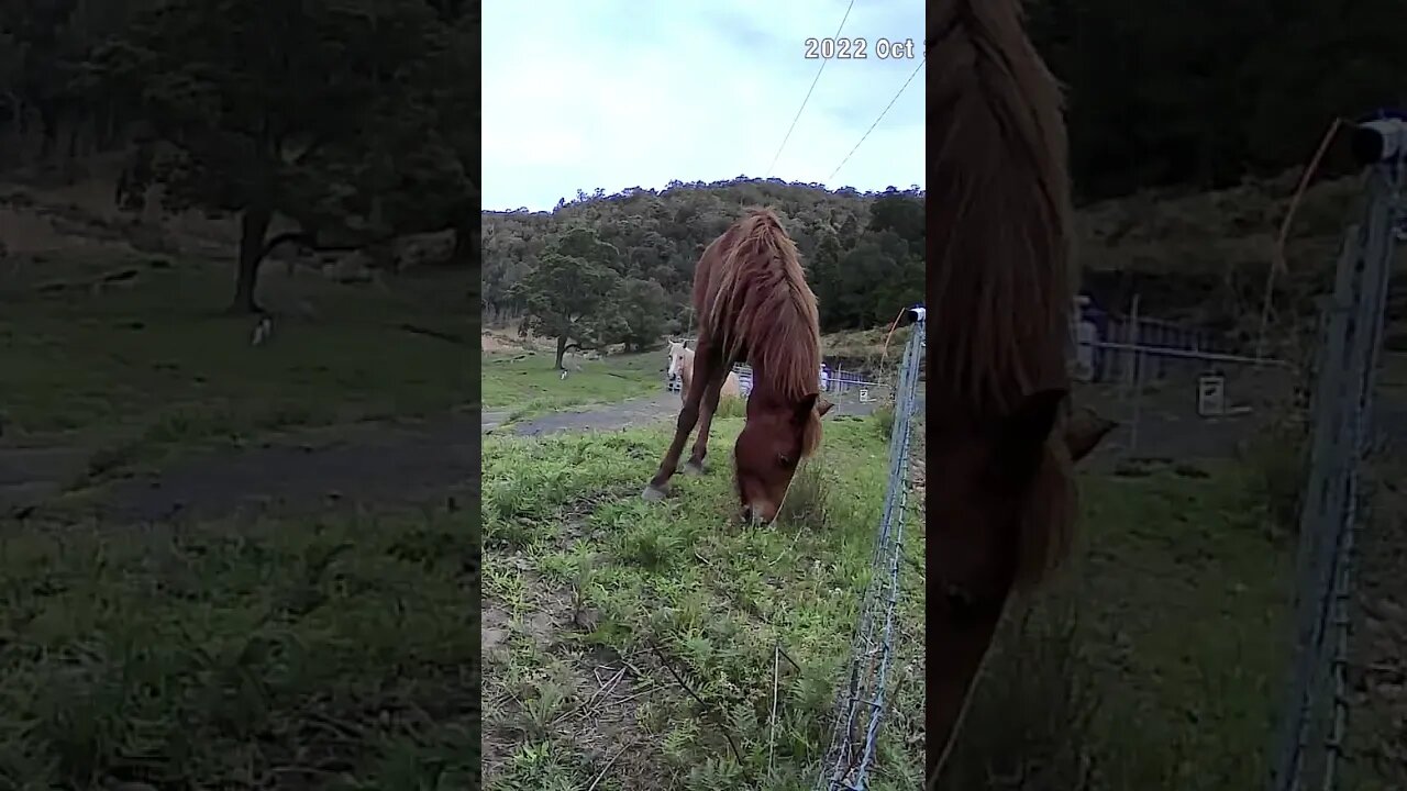 The secret lives of horses