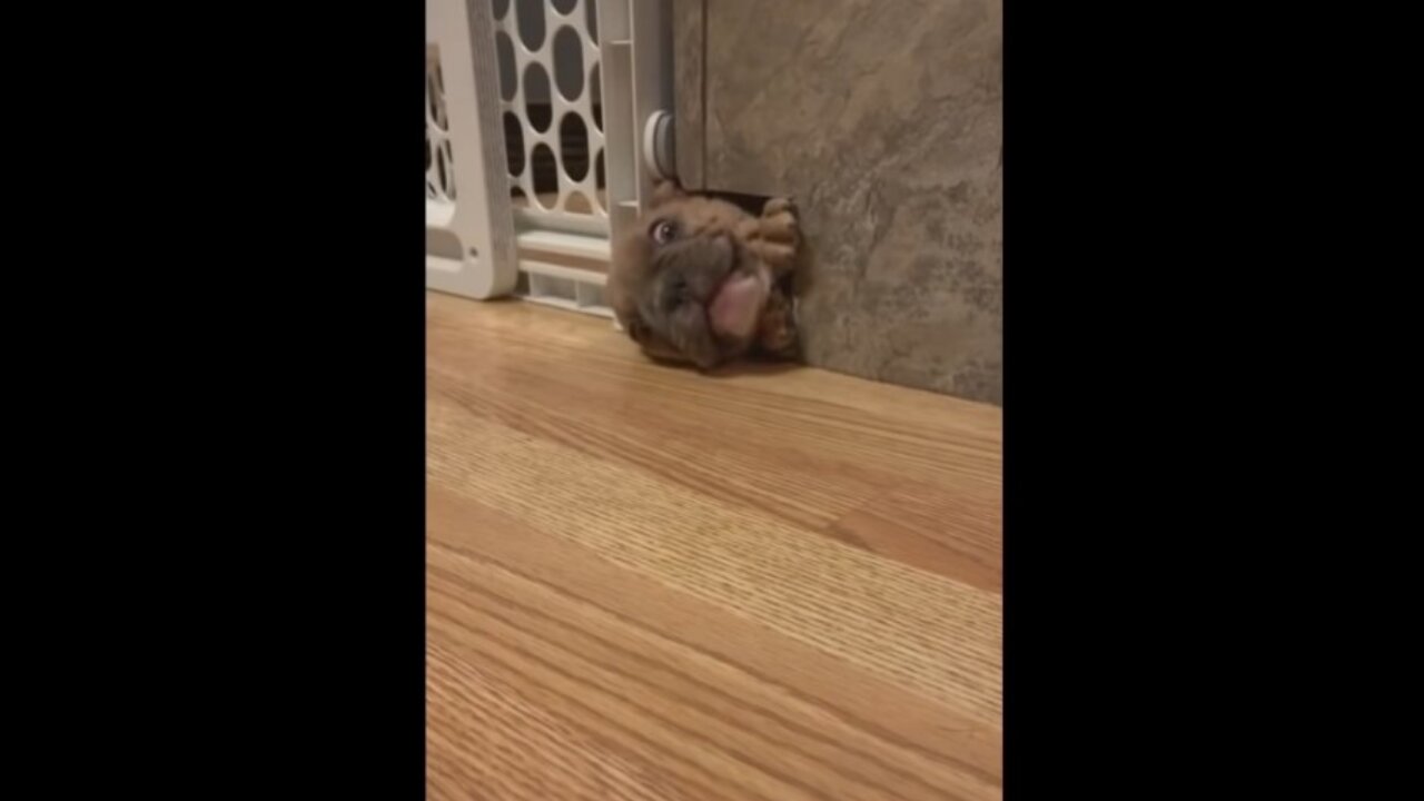 Dog tries to squeeze through a cat sized hole