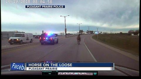 Stray horse gallops down busy highway in Pleasant Prairie