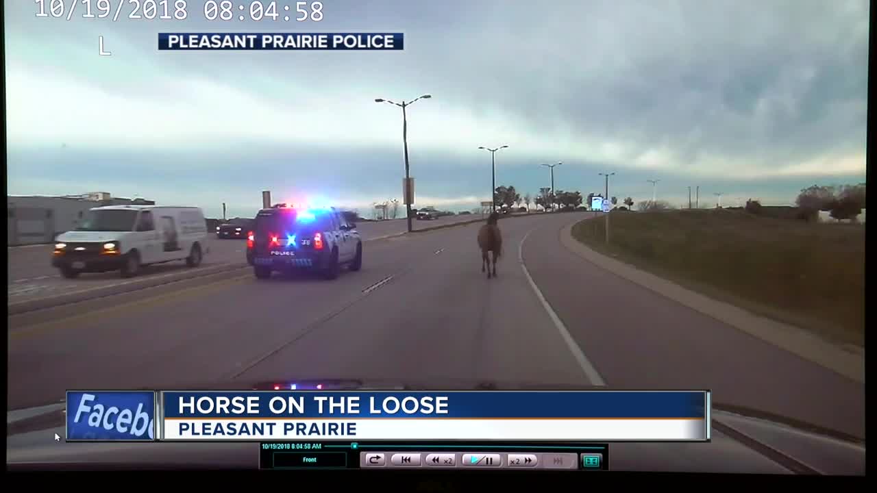 Stray horse gallops down busy highway in Pleasant Prairie