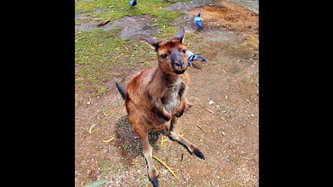 Aussie Kangaroo love