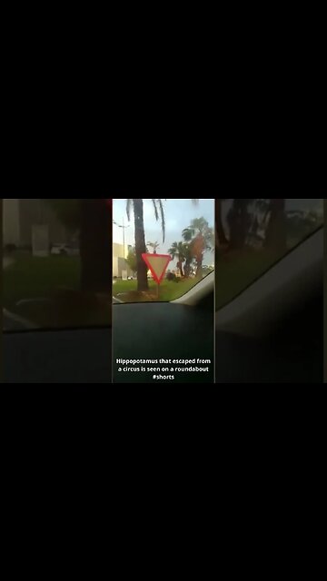 Hippopotamus that escaped from a circus is seen on a roundabout #shorts