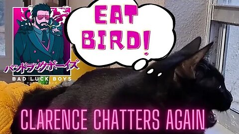 Cat chattering at birds