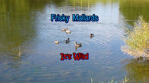 Frisky Mallards