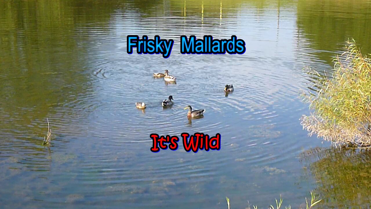 Frisky Mallards