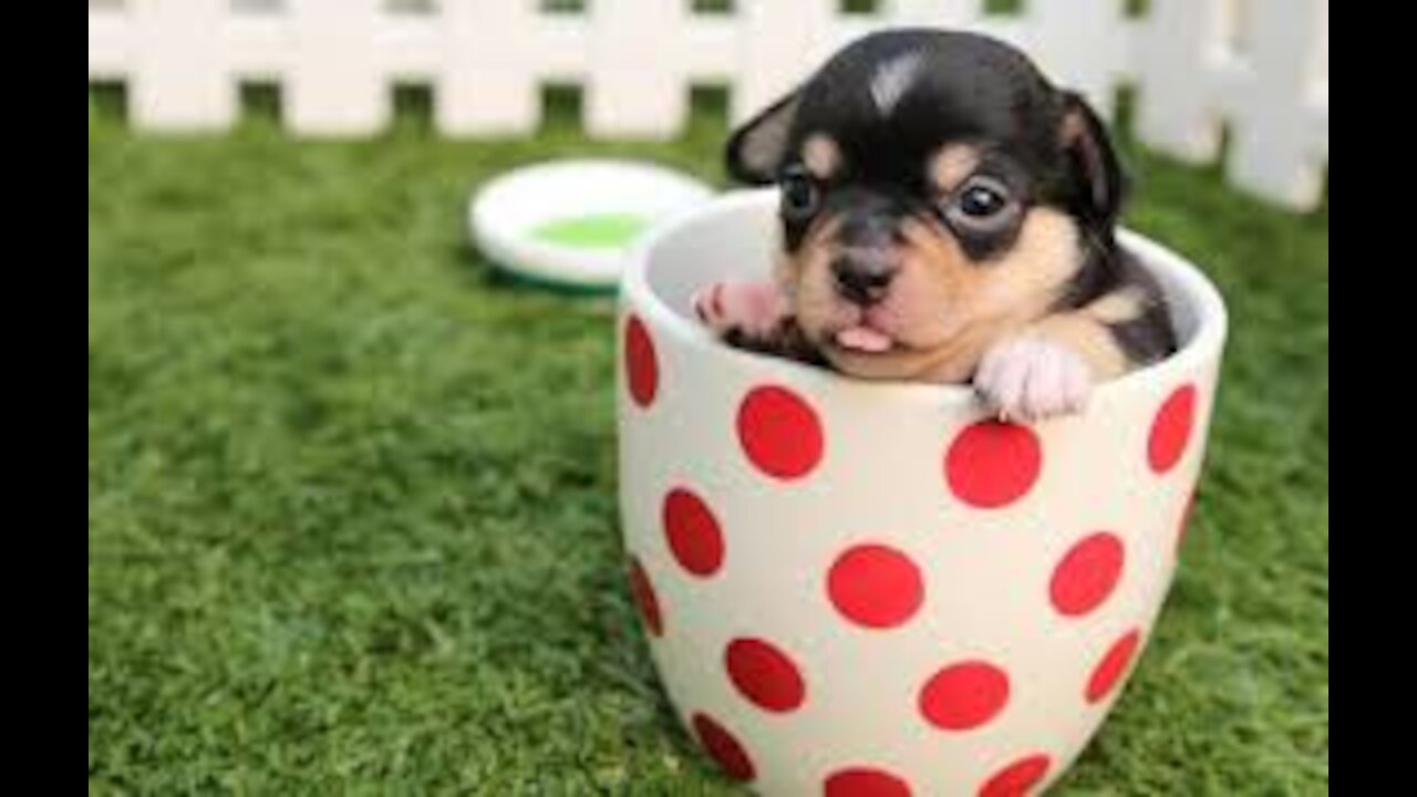 Cute overload /Cute Funny and Smart Dogs Compilation