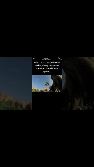 Sheep have remarkably wide peripheral vision #sheep #shorts