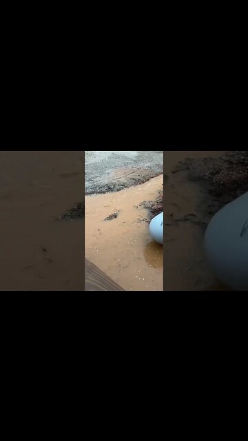 I’ve always wanted a moat! 🥺 #shorts