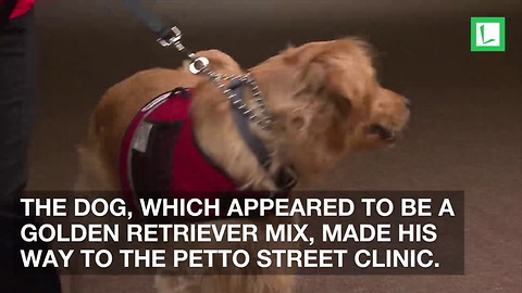 Injured Golden Retriever Takes Himself to Vet. Clinic Finds Him Pawing at Door for Help