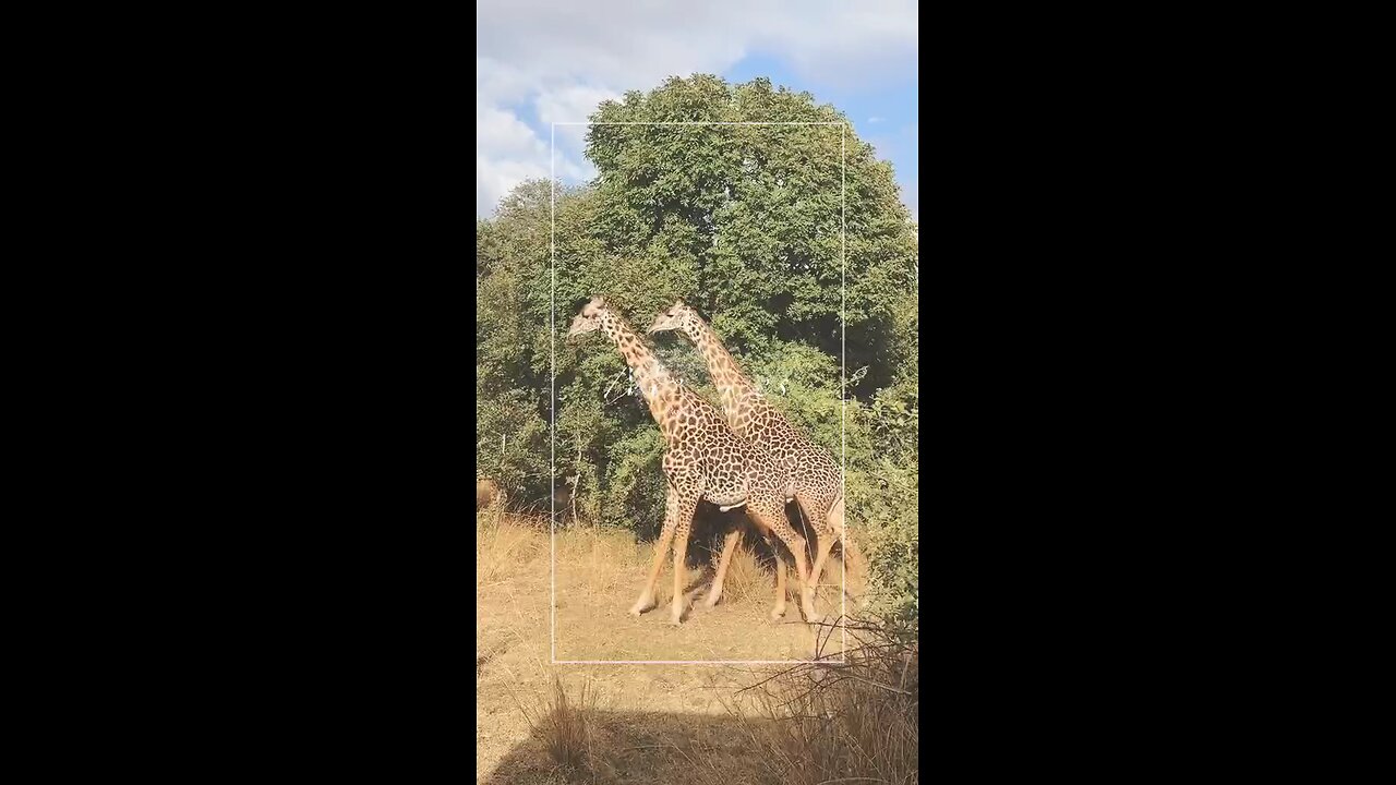 male camel fight funny