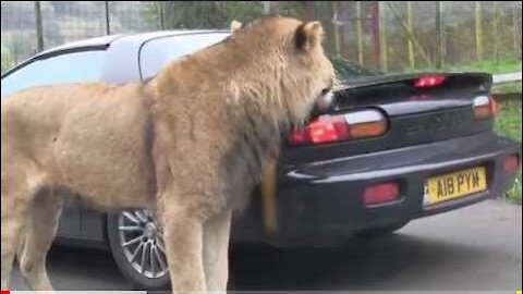 A Lion Bites A Car And Runs After It