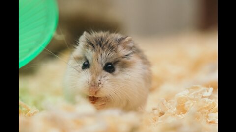 Look at this cutie hamster eating with its baby hands 🐹😃😍🤩