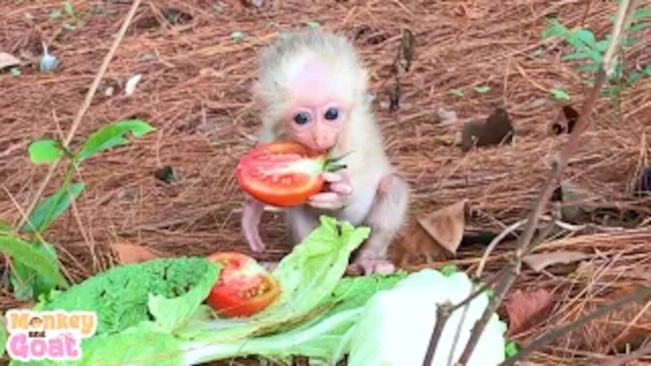 What does Goat do when baby monkey is hungry?