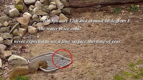 A frog in the winter?