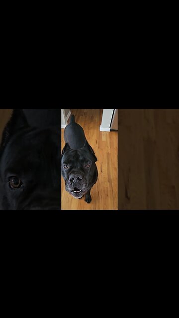 Cane Corso EXCITED To See His Friends #shorts #funnydogs