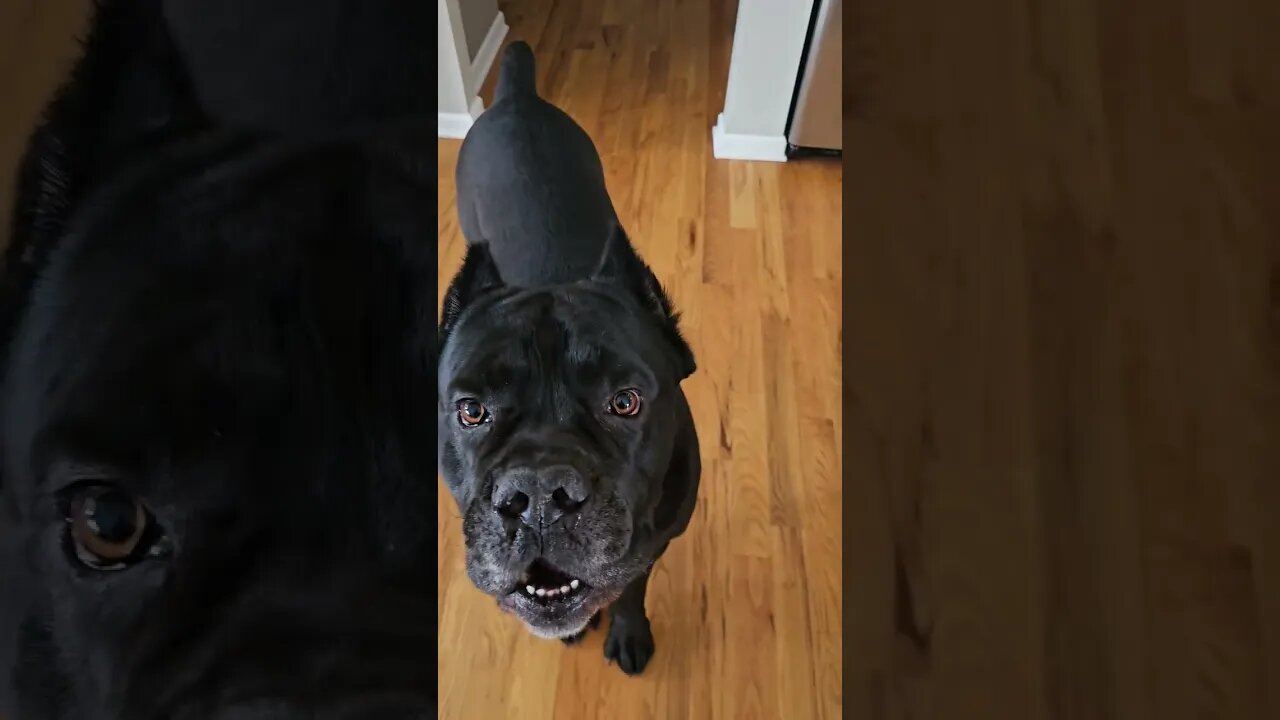 Cane Corso EXCITED To See His Friends #shorts #funnydogs