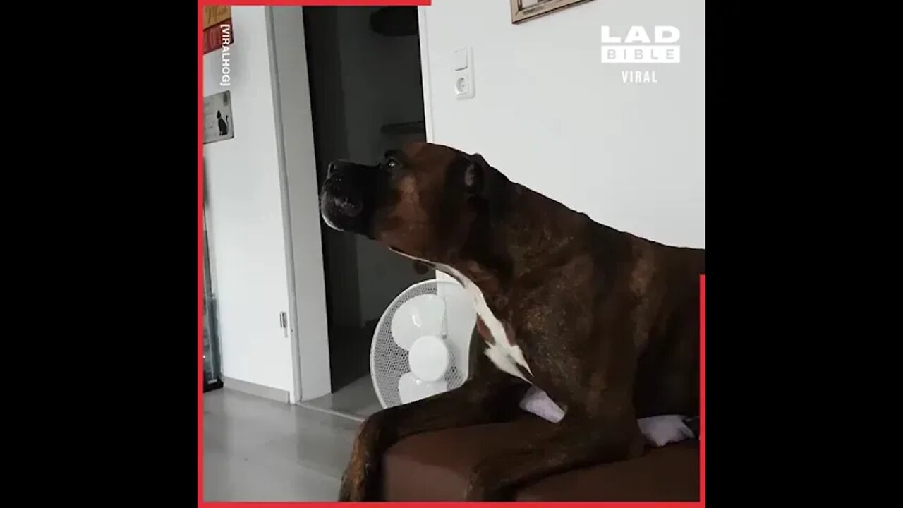 DOG IMITATES A SIREN - SO FUNNY