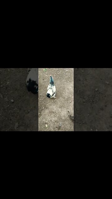 Good morning Rhiannon P2 and ducks