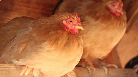 Californians To Vote On Making Egg-Laying Hens Cage-Free By 2022