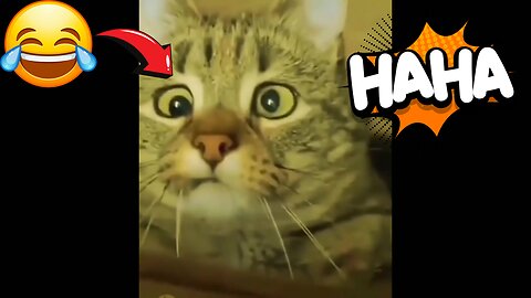 Funny video cats 😂🤣🤣