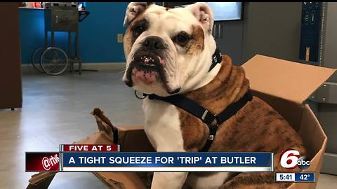 Butler University dog determined to fit inside cardboard box