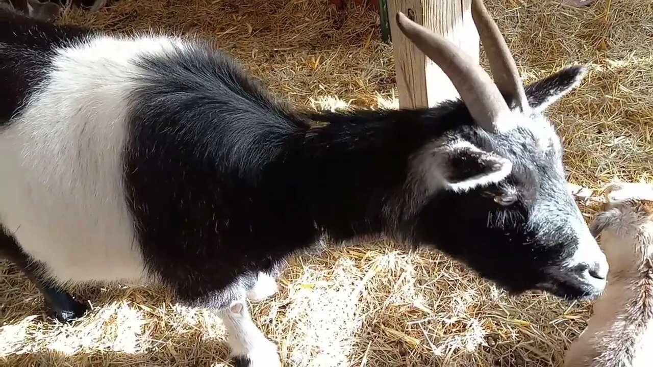 Heartbreak on the homestead, 3 Nigerian dwarf babies found in the pasture, one on the brink of death