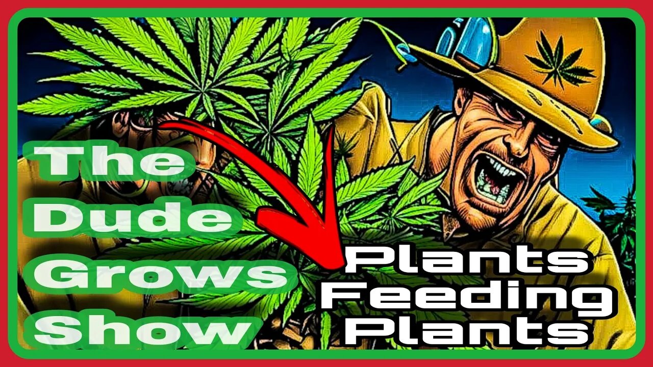 Low Cost CANNABIS NUTRIENTS - Can Plants Feed Other Plants? - The Dude Grows Show 1,437