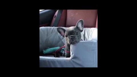 Funny Cat and Dogs compilation Cute Dog and Cats videos 2022.