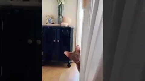 CAT VIDEO