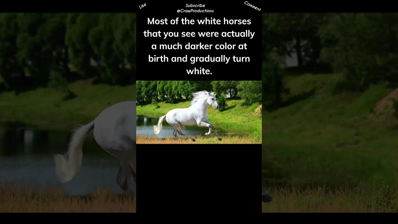 Most White Horses Are Actually Gray #horse #shorts